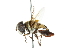  (Palpada sp. 6 - CNC DIPTERA 102430)  @11 [ ] CreativeCommons - Attribution (2011) CNC/CBG Photography Group Centre for Biodiversity Genomics
