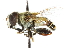  ( - CNC DIPTERA 102433)  @11 [ ] CreativeCommons - Attribution (2011) CNC/CBG Photography Group Centre for Biodiversity Genomics