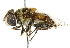 ( - CNC DIPTERA 102434)  @12 [ ] CreativeCommons - Attribution (2011) CNC/CBG Photography Group Centre for Biodiversity Genomics