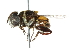  ( - CNC DIPTERA 102435)  @11 [ ] CreativeCommons - Attribution (2011) CNC/CBG Photography Group Centre for Biodiversity Genomics