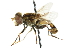  ( - CNC DIPTERA 102445)  @14 [ ] CreativeCommons - Attribution (2011) CNC/CBG Photography Group Centre for Biodiversity Genomics