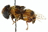  ( - CNC DIPTERA 102472)  @11 [ ] CreativeCommons - Attribution (2011) CNC/CBG Photography Group Centre for Biodiversity Genomics