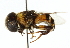  ( - CNC DIPTERA 102473)  @13 [ ] CreativeCommons - Attribution (2011) CNC/CBG Photography Group Centre for Biodiversity Genomics