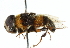  ( - CNC DIPTERA 102474)  @12 [ ] CreativeCommons - Attribution (2011) CNC/CBG Photography Group Centre for Biodiversity Genomics