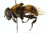  (Phytomia - CNC DIPTERA 102475)  @15 [ ] CreativeCommons - Attribution (2011) CNC/CBG Photography Group Centre for Biodiversity Genomics