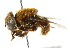  ( - CNC DIPTERA 102493)  @13 [ ] CreativeCommons - Attribution (2011) CNC/CBG Photography Group Centre for Biodiversity Genomics
