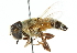  ( - CNC DIPTERA 102496)  @14 [ ] CreativeCommons - Attribution (2011) CNC/CBG Photography Group Centre for Biodiversity Genomics