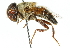  ( - CNC DIPTERA 102497)  @13 [ ] CreativeCommons - Attribution (2011) CNC/CBG Photography Group Centre for Biodiversity Genomics