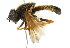  (Pipiza aurantipes - CNC DIPTERA 102506)  @14 [ ] CreativeCommons - Attribution (2011) CNC/CBG Photography Group Centre for Biodiversity Genomics