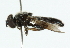 ( - CNC DIPTERA 102510)  @13 [ ] CreativeCommons - Attribution (2011) CNC/CBG Photography Group Centre for Biodiversity Genomics
