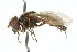  (Portevinia dispar - CNC DIPTERA 102523)  @13 [ ] CreativeCommons - Attribution (2011) CNC/CBG Photography Group Centre for Biodiversity Genomics
