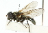  ( - CNC DIPTERA 102524)  @11 [ ] CreativeCommons - Attribution (2011) CNC/CBG Photography Group Centre for Biodiversity Genomics