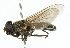  ( - CNC DIPTERA 102525)  @13 [ ] CreativeCommons - Attribution (2011) CNC/CBG Photography Group Centre for Biodiversity Genomics
