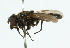  ( - CNC DIPTERA 102527)  @13 [ ] CreativeCommons - Attribution (2011) CNC/CBG Photography Group Centre for Biodiversity Genomics
