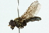  ( - CNC DIPTERA 102528)  @13 [ ] CreativeCommons - Attribution (2011) CNC/CBG Photography Group Centre for Biodiversity Genomics
