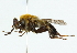  ( - CNC DIPTERA 102541)  @11 [ ] CreativeCommons - Attribution (2011) CNC/CBG Photography Group Centre for Biodiversity Genomics