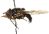  ( - CNC DIPTERA 102551)  @14 [ ] CreativeCommons - Attribution (2011) CNC/CBG Photography Group Centre for Biodiversity Genomics