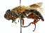  (Senaspis aesacus - CNC DIPTERA 102591)  @14 [ ] CreativeCommons - Attribution (2011) CNC/CBG Photography Group Centre for Biodiversity Genomics
