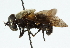  (Senaspis elliottii - CNC DIPTERA 102601)  @12 [ ] CreativeCommons - Attribution (2011) CNC/CBG Photography Group Centre for Biodiversity Genomics