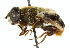  (Senaspis - CNC DIPTERA 102602)  @15 [ ] CreativeCommons - Attribution (2011) CNC/CBG Photography Group Centre for Biodiversity Genomics