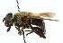  ( - CNC DIPTERA 102608)  @14 [ ] CreativeCommons - Attribution (2011) CNC/CBG Photography Group Centre for Biodiversity Genomics