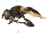  (Senaspis nigrita - CNC DIPTERA 102612)  @14 [ ] CreativeCommons - Attribution (2011) CNC/CBG Photography Group Centre for Biodiversity Genomics
