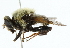  ( - CNC DIPTERA 102615)  @13 [ ] CreativeCommons - Attribution (2011) CNC/CBG Photography Group Centre for Biodiversity Genomics