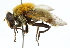  ( - CNC DIPTERA 102618)  @14 [ ] CreativeCommons - Attribution (2011) CNC/CBG Photography Group Centre for Biodiversity Genomics