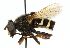  ( - CNC DIPTERA 102622)  @13 [ ] CreativeCommons - Attribution (2011) CNC/CBG Photography Group Centre for Biodiversity Genomics