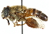 ( - CNC DIPTERA 102624)  @11 [ ] CreativeCommons - Attribution (2011) CNC/CBG Photography Group Centre for Biodiversity Genomics
