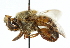  ( - CNC DIPTERA 102625)  @11 [ ] CreativeCommons - Attribution (2011) CNC/CBG Photography Group Centre for Biodiversity Genomics
