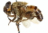  ( - CNC DIPTERA 102626)  @11 [ ] CreativeCommons - Attribution (2011) CNC/CBG Photography Group Centre for Biodiversity Genomics