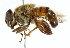  ( - CNC DIPTERA 102627)  @11 [ ] CreativeCommons - Attribution (2011) CNC/CBG Photography Group Centre for Biodiversity Genomics