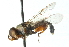  ( - CNC DIPTERA 102669)  @11 [ ] CreativeCommons - Attribution (2011) CNC/CBG Photography Group Centre for Biodiversity Genomics