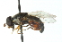  ( - CNC DIPTERA 102670)  @11 [ ] CreativeCommons - Attribution (2011) CNC/CBG Photography Group Centre for Biodiversity Genomics