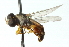  ( - CNC DIPTERA 102672)  @11 [ ] CreativeCommons - Attribution (2011) CNC/CBG Photography Group Centre for Biodiversity Genomics