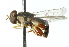  ( - CNC DIPTERA 102673)  @11 [ ] CreativeCommons - Attribution (2011) CNC/CBG Photography Group Centre for Biodiversity Genomics