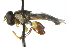  ( - CNC DIPTERA 102674)  @12 [ ] CreativeCommons - Attribution (2011) CNC/CBG Photography Group Centre for Biodiversity Genomics