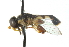  ( - CNC DIPTERA 102675)  @11 [ ] CreativeCommons - Attribution (2011) CNC/CBG Photography Group Centre for Biodiversity Genomics