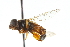  ( - CNC DIPTERA 102688)  @11 [ ] CreativeCommons - Attribution (2011) CNC/CBG Photography Group Centre for Biodiversity Genomics