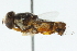  ( - CNC DIPTERA 102689)  @11 [ ] CreativeCommons - Attribution (2011) CNC/CBG Photography Group Centre for Biodiversity Genomics
