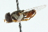  ( - CNC DIPTERA 102690)  @11 [ ] CreativeCommons - Attribution (2011) CNC/CBG Photography Group Centre for Biodiversity Genomics