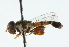  ( - CNC DIPTERA 102691)  @11 [ ] CreativeCommons - Attribution (2011) CNC/CBG Photography Group Centre for Biodiversity Genomics