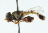  ( - CNC DIPTERA 102692)  @11 [ ] CreativeCommons - Attribution (2011) CNC/CBG Photography Group Centre for Biodiversity Genomics
