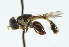  ( - CNC DIPTERA 102703)  @13 [ ] CreativeCommons - Attribution (2011) CNC/CBG Photography Group Centre for Biodiversity Genomics