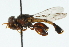  ( - CNC DIPTERA 102704)  @13 [ ] CreativeCommons - Attribution (2011) CNC/CBG Photography Group Centre for Biodiversity Genomics
