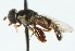  ( - CNC DIPTERA 102705)  @12 [ ] CreativeCommons - Attribution (2011) CNC/CBG Photography Group Centre for Biodiversity Genomics