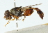  ( - CNC DIPTERA 102709)  @14 [ ] CreativeCommons - Attribution (2011) CNC/CBG Photography Group Centre for Biodiversity Genomics