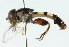  ( - CNC DIPTERA 102710)  @11 [ ] CreativeCommons - Attribution (2011) CNC/CBG Photography Group Centre for Biodiversity Genomics