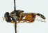  ( - CNC DIPTERA 102712)  @11 [ ] CreativeCommons - Attribution (2011) CNC/CBG Photography Group Centre for Biodiversity Genomics